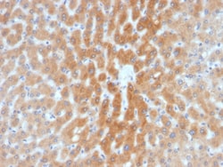 Biotium&nbsp;ARF1 (Golgi Apparatus Marker)(1A9/5), CF640R conjugate, 0.1mg/mL
