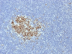 Biotium&nbsp;Bcl-6 (Follicular Lymphoma Marker) (BCL6/1718), CF488A conjugate, 0.1mg/mL