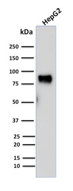 Biotium&nbsp;MDM2(SMP14), CF594 conjugate, 0.1mg/mL