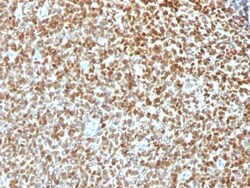 Biotium&nbsp;NKX2.2 (Neuroendocrine & Ewing's Sarcoma Marker), CF488A conjugate, 0.1mg/mL