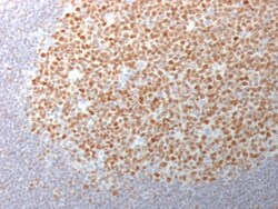 Biotium&nbsp;Bcl-6 (Follicular Lymphoma Marker) (BCL6/1982), CF568 conjugate, 0.1mg/mL