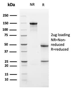 Biotium&nbsp;Bcl-X (Apoptosis Marker)(BCL2L1/1762), CF488A conjugate, 0.1mg/mL