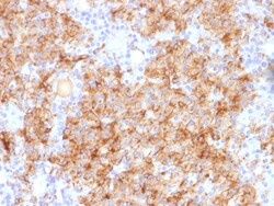 Biotium&nbsp;Chromogranin A / CHGA (Neuroendocrine Marker), CF488A conjugate, 0.1mg/mL