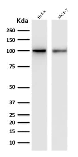 Biotium&nbsp;ENAH / MENA (Actin Regulator)(ENAH/1988), CF488A conjugate, 0.1mg/mL