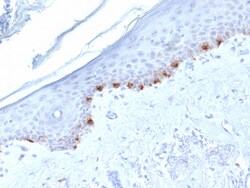 Biotium&nbsp;Tyrosinase-Related Protein-1 (TYRP-1) (Melanoma Marker) (TYRP1/1986), CF488A conjugate, 0.1mg/mL