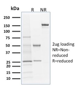 Biotium&nbsp;Langerin / CD207 (Marker of Langerhans Cells)(LGRN/1821), CF568 conjugate, 0.1mg/mL