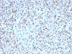 Biotium&nbsp;Bcl-6 (Follicular Lymphoma Marker) (rBCL6/1527), CF488A conjugate, 0.1mg/mL