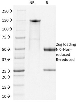 Biotium&nbsp;PD1, Mouse(RMP1-14), CF488A conjugate, 0.1mg/mL