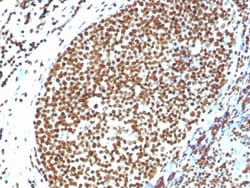 Biotium&nbsp;Histone H1 (Pan Nuclear Marker)(N/A), 0.2mg/mL