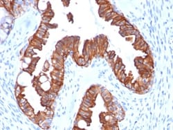 Biotium&nbsp;Cytokeratin 7 (Glandular and Transitional Epithelial Marker) (rOV-TL12/30), CF770 conjugate, 0.1mg/mL