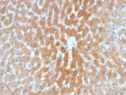 Biotium&nbsp;ARF1 (Golgi Apparatus Marker)(1A9/5), Biotin conjugate, 0.1mg/mL