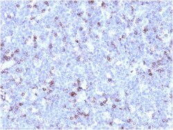 Biotium&nbsp;CD43 (T-Cell Marker) (rSPN/1094), 0.2mg/mL