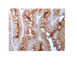 Biotium&nbsp;Carcinoembryonic Antigen (CEA) / CD66 (C66/1983R), CF647 conjugate, 0.1mg/mL