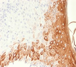 Biotium&nbsp;Cytokeratin 10 (Suprabasal Epithelial Marker) (rKRT10/1275), CF647 conjugate, 0.1mg/mL