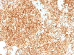 Biotium&nbsp;CD45 / LCA (Leucocyte Marker)(PTPRC/1147 + PTPRC/1460), CF640R conjugate, 0.1mg/mL