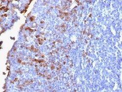 Biotium&nbsp;Human IgG (Immunoglobulin Gamma Heavy Chain) (B-Cell Marker) (IG1707R), CF647 conjugate, 0.1mg/mL