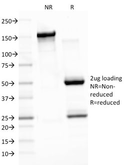 Biotium&nbsp;Epstein-Barr Virus (LMP-1)(CS3), 0.2mg/mL