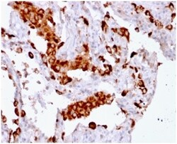 Biotium&nbsp;Napsin A (Lung Adenocarcinoma Marker) (rNAPSA/1239), CF568 conjugate, 0.1mg/mL