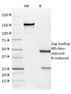 Biotium&nbsp;PD-L2 / PDCD1LG2 / CD273(PDL2/1850), CF647 conjugate, 0.1mg/mL