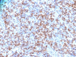 Biotium&nbsp;CD8A (Cytotoxic- & Suppressor T-Cell Marker)(N/A), CF647 conjugate, 0.1mg/mL