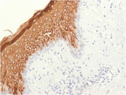 Biotium&nbsp;Cytokeratin 10 (Suprabasal Epithelial Marker)(KRT10/1948R), CF568 conjugate, 0.1mg/mL