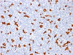 Biotium&nbsp;AIF1 / Iba1 (Microglia Marker) (AIF1/1909), CF740 conjugate, 0.1mg/mL
