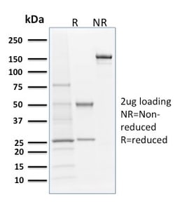 Biotium&nbsp;Langerin / CD207 (Marker of Langerhans Cells)(LGRN/1821), CF594 conjugate, 0.1mg/mL