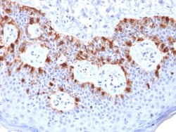 Biotium&nbsp;MART-1 / Melan-A / MLANA (Melanoma Marker) (rMLANA/788), CF594 conjugate, 0.1mg/mL
