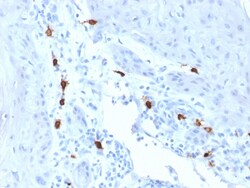 Biotium&nbsp;Tryptase (Mast Cell Marker)(TPSAB1/1963), CF488A conjugate, 0.1mg/mL