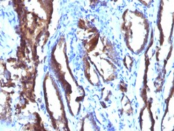 Biotium&nbsp;Prostate Specific Antigen (PSA)(3E6), CF740 conjugate, 0.1mg/mL
