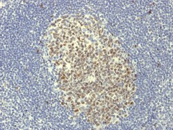 Biotium&nbsp;Bcl-6 (Follicular Lymphoma Marker) (BCL6/1951R), CF647 conjugate, 0.1mg/mL
