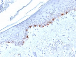 Biotium&nbsp;Tyrosinase-Related Protein-1 (TYRP-1) (Melanoma Marker) (TYRP1/1986), CF647 conjugate, 0.1mg/mL