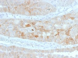Biotium&nbsp;ROR2(ROR2/1912), CF488A conjugate, 0.1mg/mL