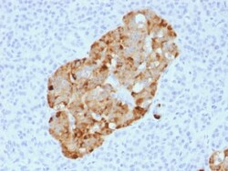 Biotium&nbsp;Chromogranin A / CHGA (Neuroendocrine Marker) (CHGA/1731R), CF594 conjugate, 0.1mg/mL