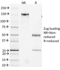 Biotium&nbsp;CD3e, Mouse(145-2C11), CF640R conjugate, 0.1mg/mL