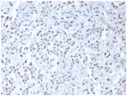 Biotium&nbsp;Wilm's Tumor 1 (WT1) (Wilm's Tumor & Mesothelial Marker), CF488A conjugate, 0.1mg/mL
