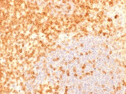 Biotium&nbsp;CD27 (Tumor Necrosis Factor Receptor Superfamily 7) (rLPFS2/1611), CF594 conjugate, 0.1mg/mL
