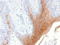 Biotium&nbsp;Cytokeratin 10 (KRT10) (Suprabasal Epithelial Marker) (KRT10/1990R), CF740 conjugate, 0.1mg/mL