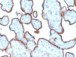 Biotium&nbsp;CD71 / Transferrin Receptor (TFRC) (Extracellular Domain) (TFRC/1839), CF647 conjugate, 0.1mg/mL
