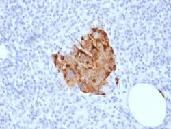 Biotium&nbsp;Chromogranin A / CHGA (Neuroendocrine Marker) (CHGA/1773R), Biotin conjugate, 0.1mg/mL