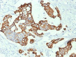 Biotium&nbsp;Cytokeratin 20 (KRT20) (Colorectal Epithelial Marker) (KRT20/1992), CF594 conjugate, 0.1mg/mL