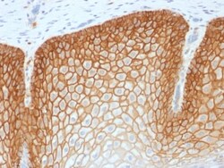 Biotium&nbsp;CD44v4 (Marker of Tumor Metastasis) (CD44v4/1700R), CF594 conjugate, 0.1mg/mL