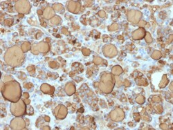 Biotium&nbsp;Thyroglobulin (Thyroidal Cell Marker) (TGB/1968R), CF488A conjugate, 0.1mg/mL