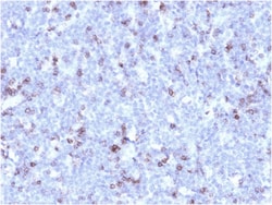 Biotium&nbsp;CD43 (T-Cell Marker) (rSPN/1094), CF594 conjugate, 0.1mg/mL