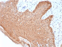 Biotium&nbsp;Cytokeratin, Multi (Epithelial Marker)(rKRT/457), CF488A conjugate, 0.1mg/mL