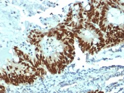 Biotium&nbsp;p53 Tumor Suppressor Protein(DO-1), CF405S conjugate, 0.1mg/mL