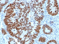Biotium&nbsp;p53 Tumor Suppressor Protein(N/A), CF640R conjugate, 0.1mg/mL