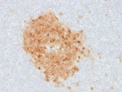 Biotium&nbsp;CD10 (Membrane Metalloendopeptidase) (MME/1893), CF640R conjugate, 0.1mg/mL