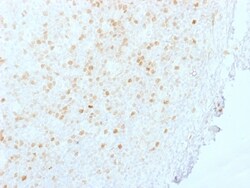 Biotium&nbsp;Aurora B (Proliferation Marker)(AURKB/1845), CF640R conjugate, 0.1mg/mL