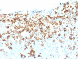 Biotium&nbsp;NGF-Receptor (p75) / CD271 (Soft Tissue Tumor Marker) (NGFR/1964), CF405S conjugate, 0.1mg/mL